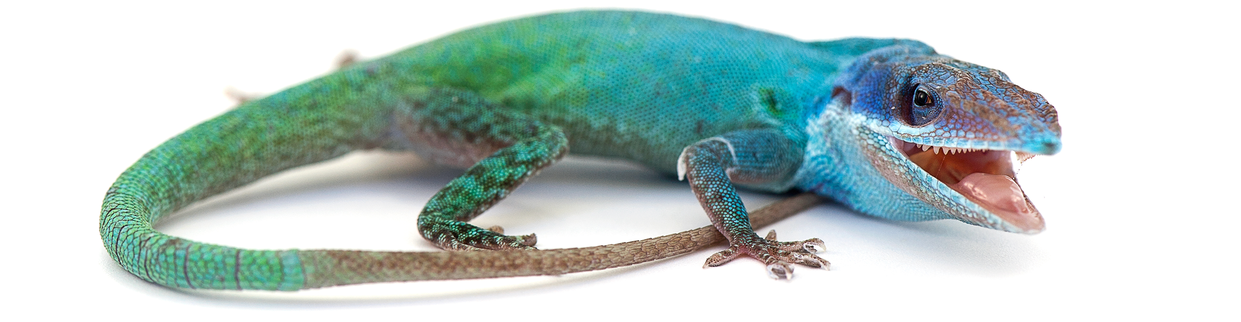 Brightly colored salamander, an animal known for its remarkable regenerative ability