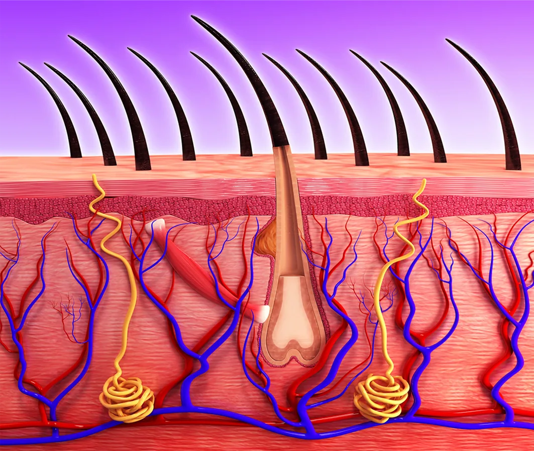 Cross-section illustration of a hair follicle, blood supply, and surrounding tissue